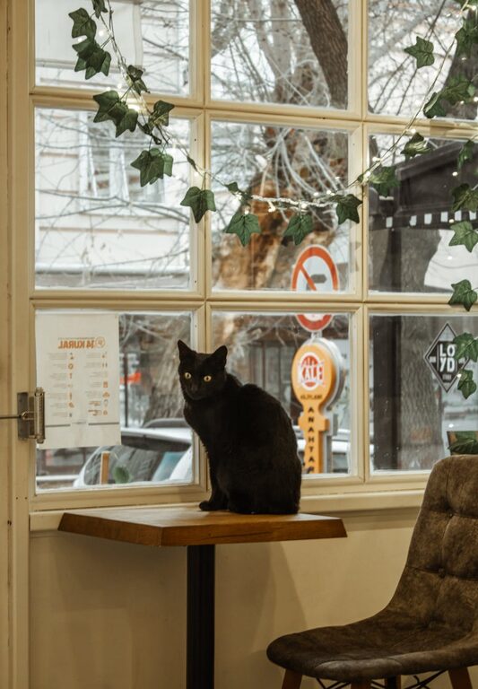 How to Set Up a Cozy and Pet-Friendly Home Corner